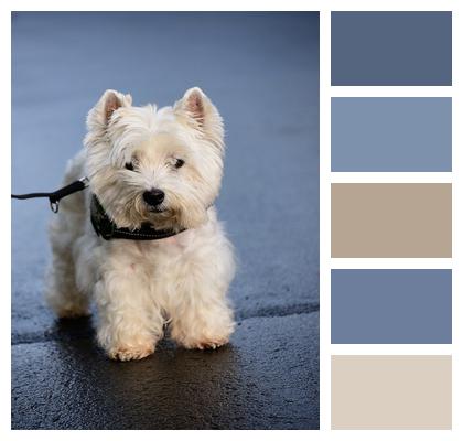 White Terrier Terrier West Highland Terrier Image